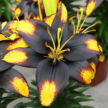 Лилия Тайни Массив 10/12 7 шт 