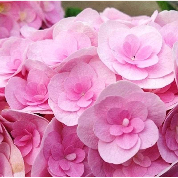 Гортензия Крупнолистовая Ю Энд Ми Лов P12