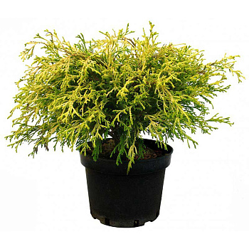 Кипарисовик Горохоплодный Филифера Ауреа P9 шт