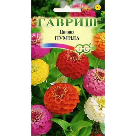 Циния Пумила Гавриш Ц 