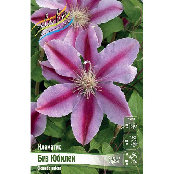 Клематис Биз Юбилей I 2 шт