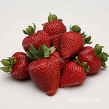Земляника садовая ремонтантная Сан Диас (цена за 40 шт) ОСП