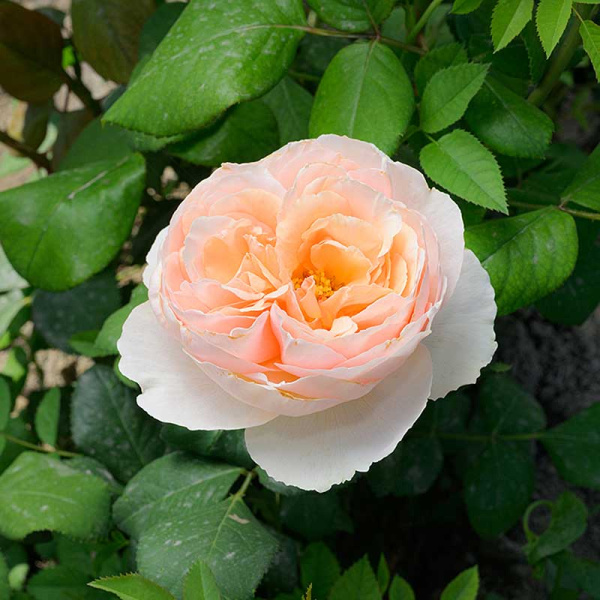 Роза Чайно-гибридная Салманасар Садовита