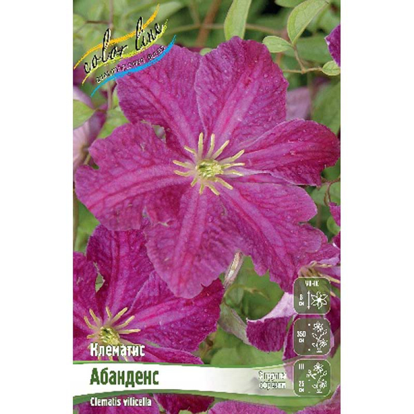 Клематис Абанденс I 25 шт Биг-пак 16323