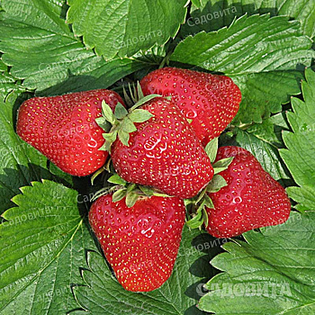 Земляника садовая Джоли (цена за 40 шт) ОСП