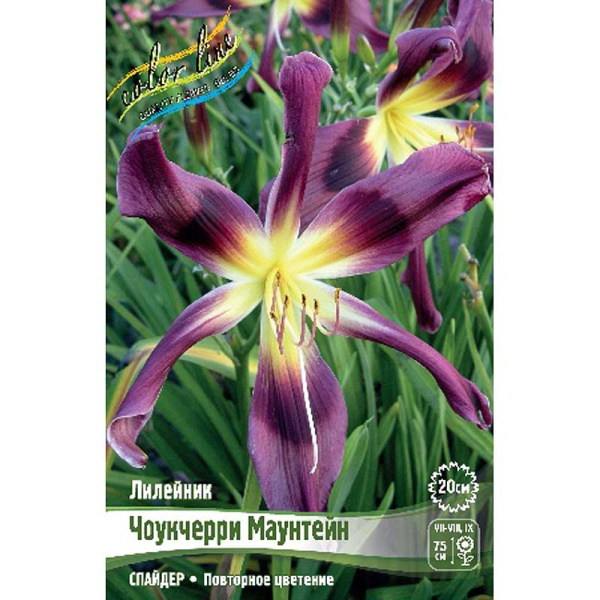 Лилейник Чоукчерри Маунтейн I 25 шт Биг-пак 5906 