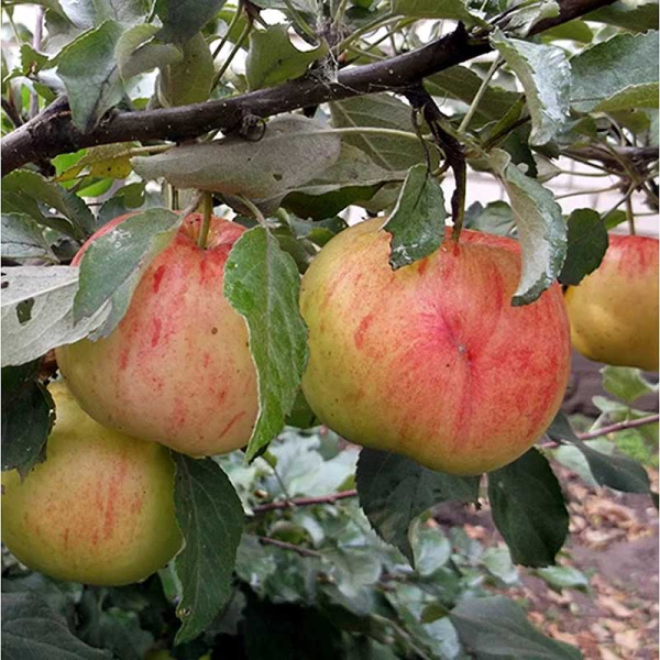 Яблоня на полукарликовом подвое Декабренок Садовит