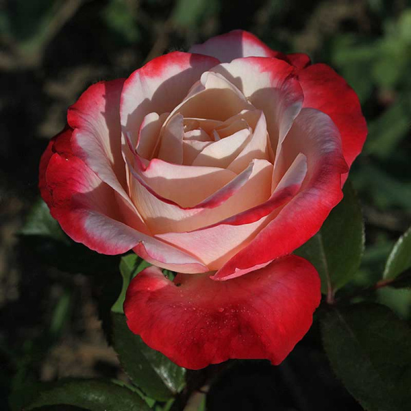 Роза чайно-гибридная Ностальжи Садовита