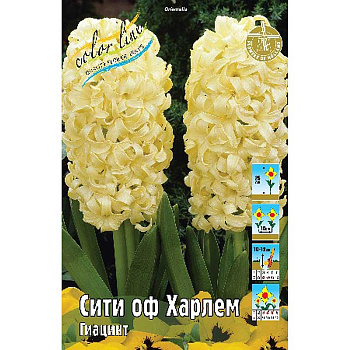 Гиацинт Сити Оф Харлем 14/15 3 шт