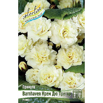 9995 Биг-Пак Примула Barnhaven Крем Дю Трегор I 25 шт