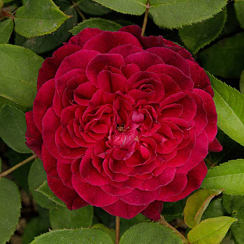 Роза парковая Роз де Решт Садовита