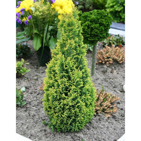 Кипарисовик Лавсона Эллвудс Голд P9 20-25