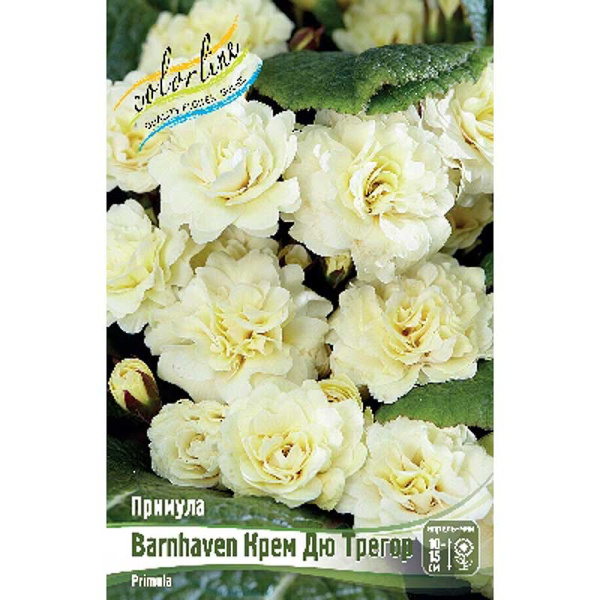 9995 Биг-Пак Примула Barnhaven Крем Дю Трегор I 25 шт