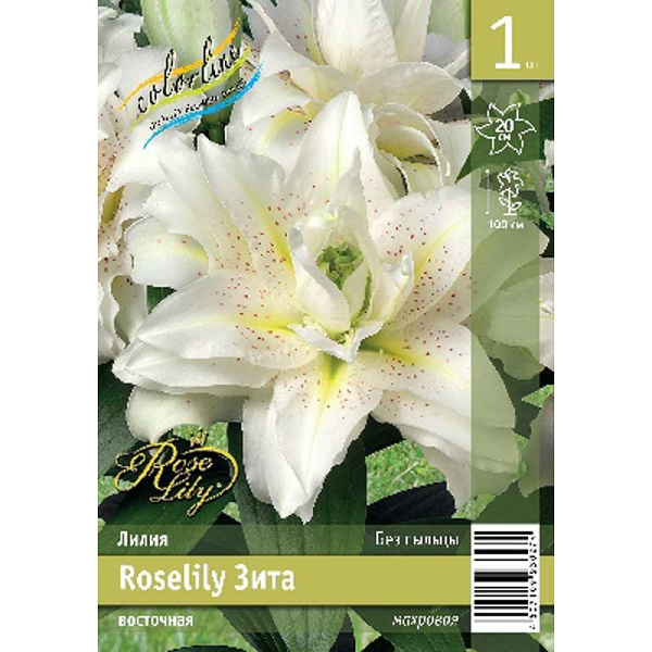 Лилия Roselily Зита 12/14 1 Эконом шт 