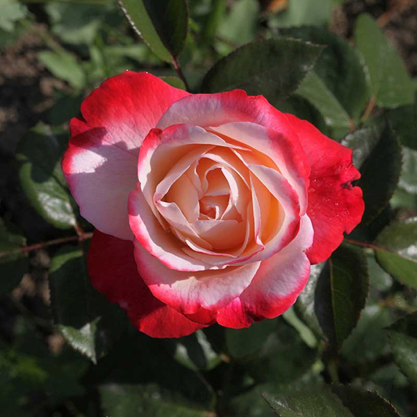 Роза чайно-гибридная Ностальжи Садовита