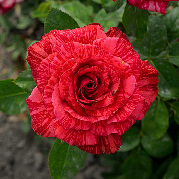 Роза чайно-гибридная Рэд Интуишн Садовита