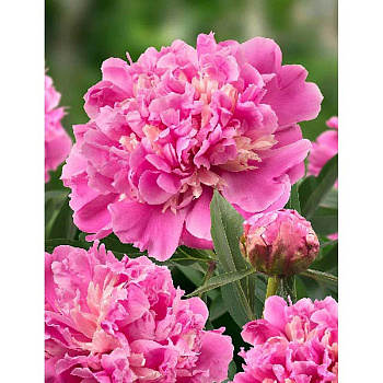 10765 Биг-Пак Пион Анима 2/3 n 15 шт 