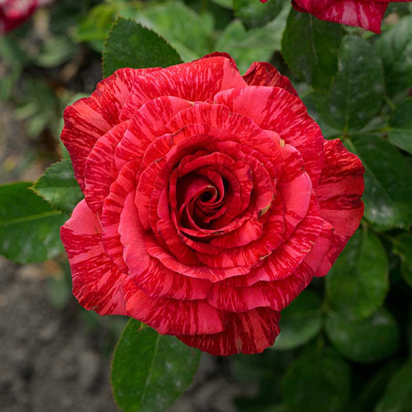 Роза чайно-гибридная Рэд Интуишн Садовита