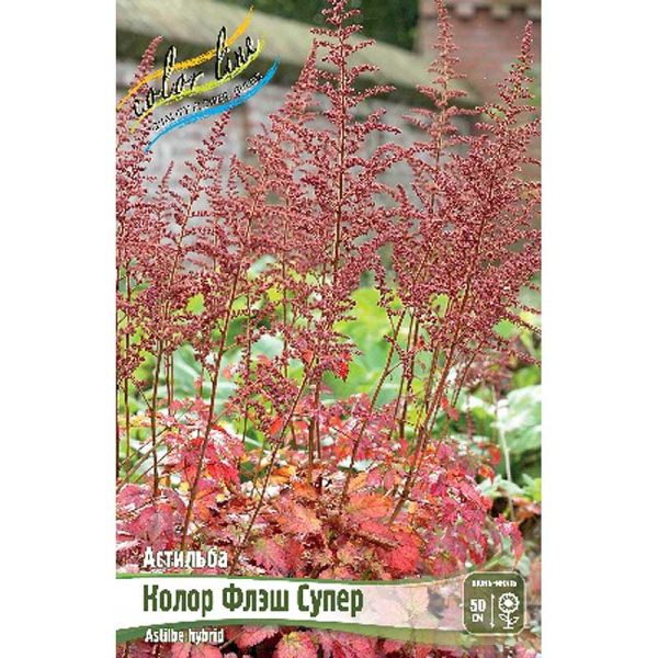 Астильба Колор Флэш Супер 2/3 n 25 шт Биг-пак 6834