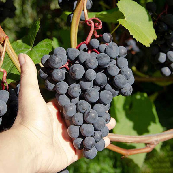 Виноград Симоне очень ранний Садовита