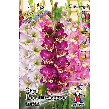 Гладиолус Смесь "Это Волшебство" 10/12 6 шт 