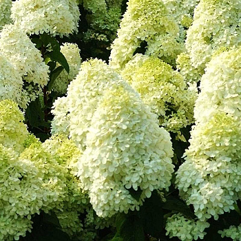 Гортензия Метельчатая Лаймлайт P12