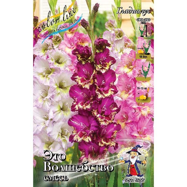 Гладиолус Смесь "Это Волшебство" 10/12 6 шт 