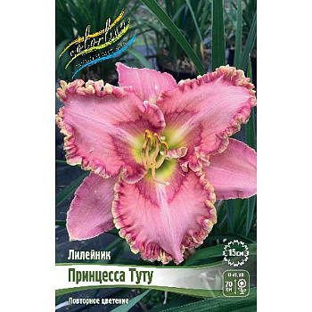 Лилейник Принцесса Туту I 1 шт