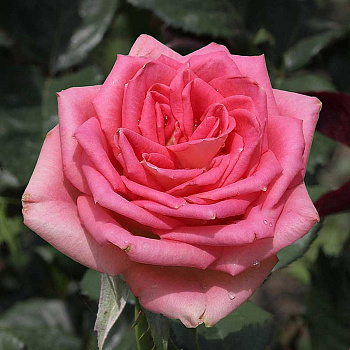 Роза чайно-гибридная Тамерлан Садовита