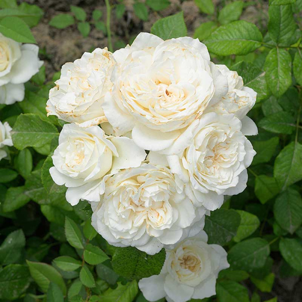 Роза Чайно-гибридная Ариана де Родшильд Садовита