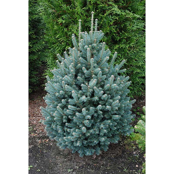 Пихта Шершавоплодная Компакта 30-40см с комом шт