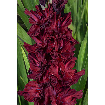 Гладиолус Мурсалина 8/10 5 шт, Садовита 