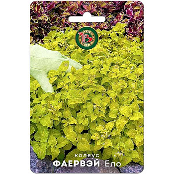 Колеус Фаервэй Ело Биотехника Ц 