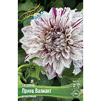 Георгина Принц Валиант I 1 шт