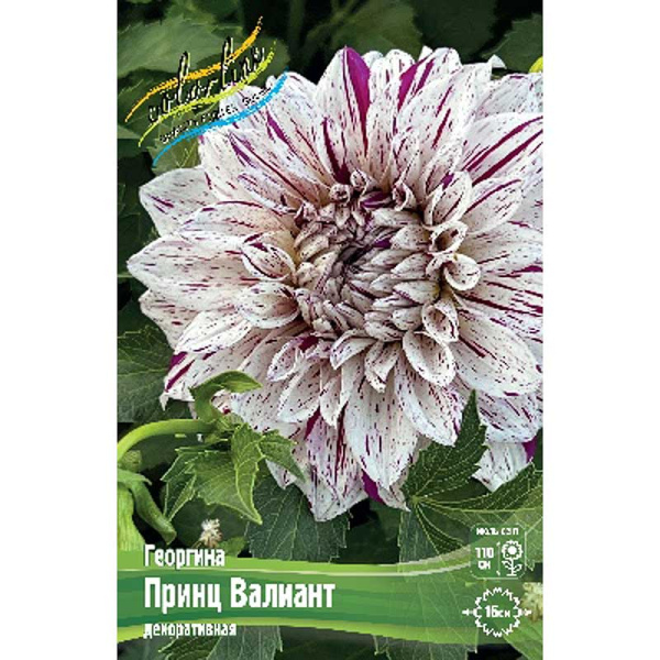 Георгина Принц Валиант I 1 шт