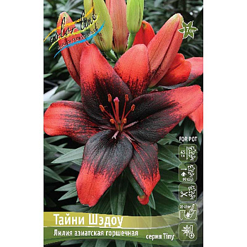 Биг-Пак Лилия Тайни Шэдоу 14/16 25 шт 