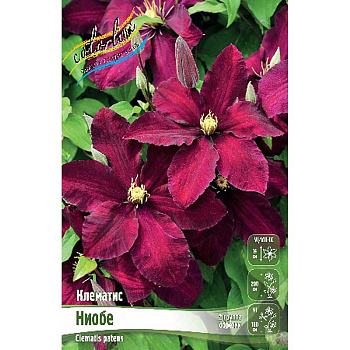 Клематис Ниобе I 25 шт Биг-пак 3984