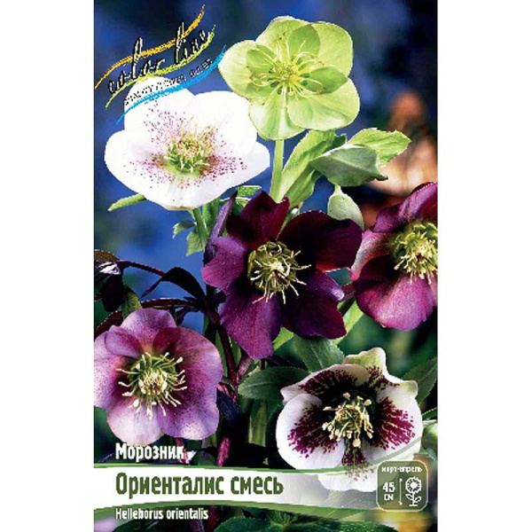 Морозник Ориенталис, Смесь I 1 шт