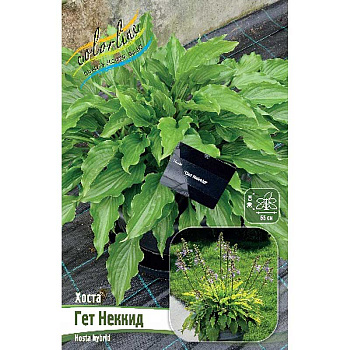 Хоста Гет Неккид 1 n 1 шт