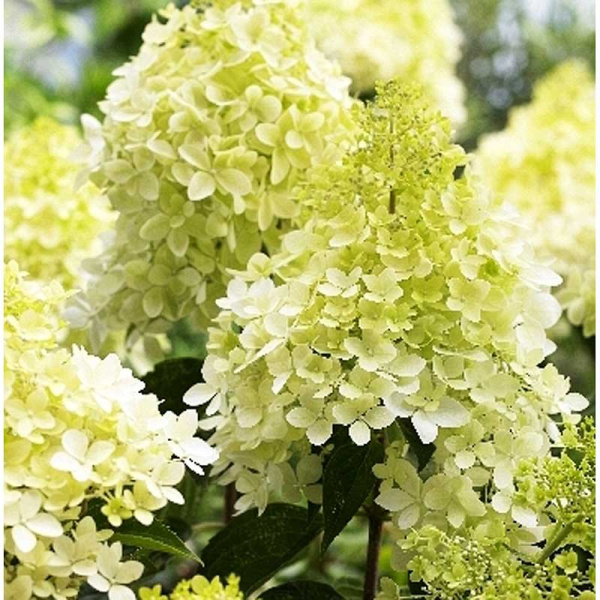 Гортензия Метельчатая Фантом P9 туба