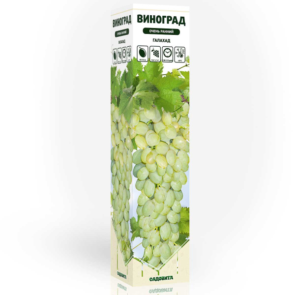 Виноград Галахад очень ранний Садовита