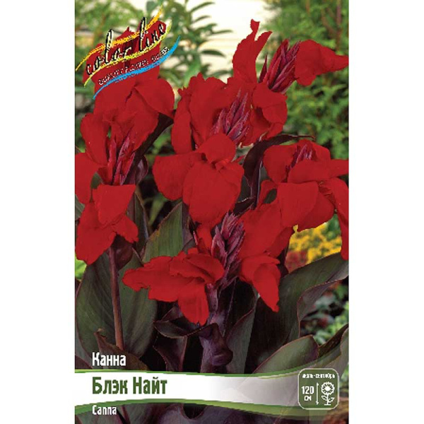 Канна (Коричн) Блэк Найт I 1 шт