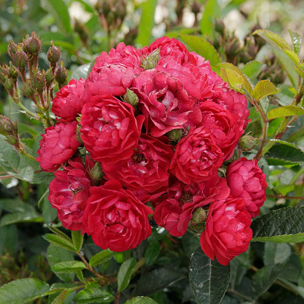 Роза почвопокровная Фейри Чангелинг Садовита