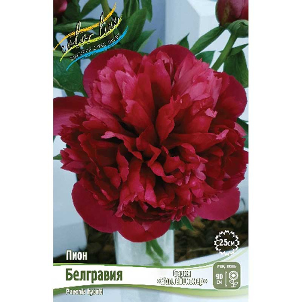 Пион Белгравия 2/3 n 10 шт Биг-Пак 16371 