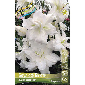 Лилия Боул Оф Бьюти 12/14 25 шт Биг-пак 11132