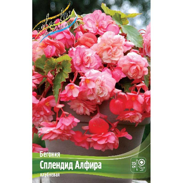 Бегония Сплендид Алфира 5/6 50 шт Шоу-бокс 8835