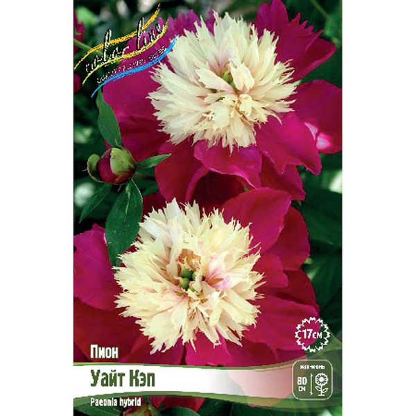 Пион Уайт Кэп 2/3 n 10 шт Биг-пак 8034 