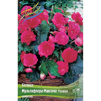 Бегония Мультифлора Максима Розовая 4/5 3 шт 