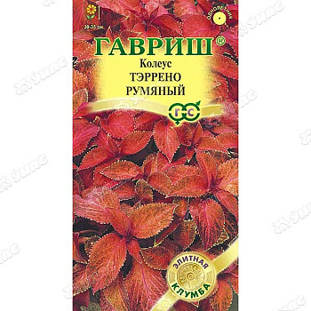 Колеус Тэррено румяный Гавриш Ц 