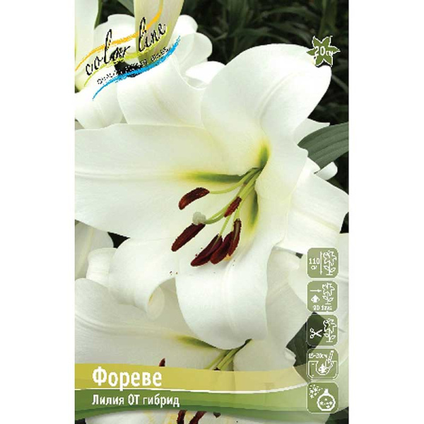 Лилия Фореве 12/14 25 шт Биг-Пак 10499